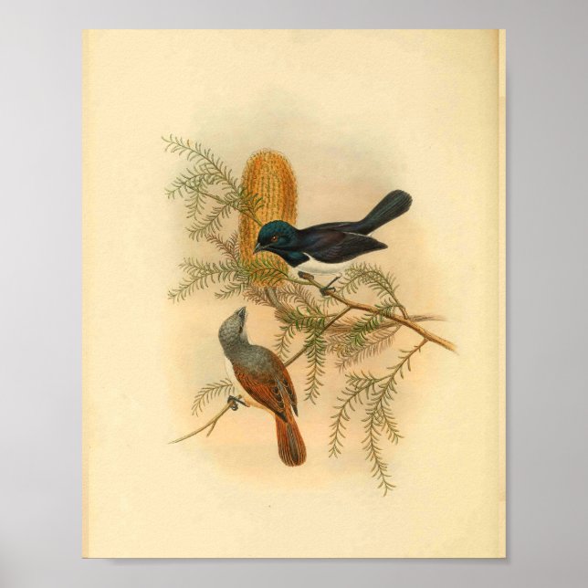 Lila Backed Flycatcher Bird Vintag Print Poster (Vorne)