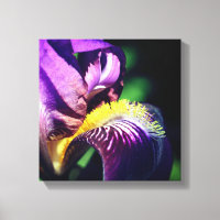 Lila Bartete Iris Blume Petal