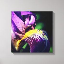 Lila Bartete Iris Blume Petal Leinwanddruck
