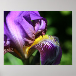 Lila Bartete Iris Blume Petal Poster