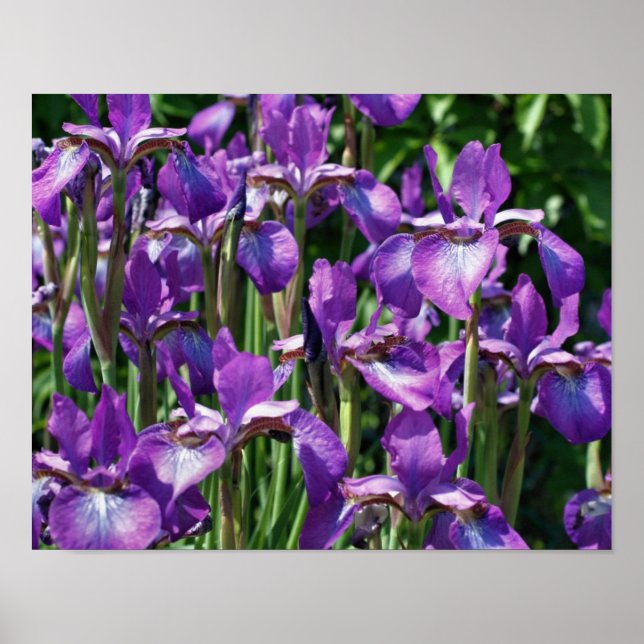 Lila Barti-Blume bei Sonnenlicht Poster (Vorne)