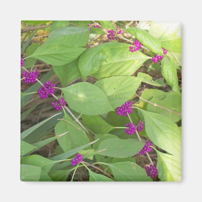 Lila Beautybeeren Magnet (Vorne)