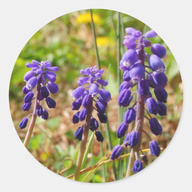 Lila Bell Buds Blume Sticker (Vorderseite)