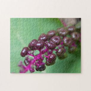 Lila Berries
