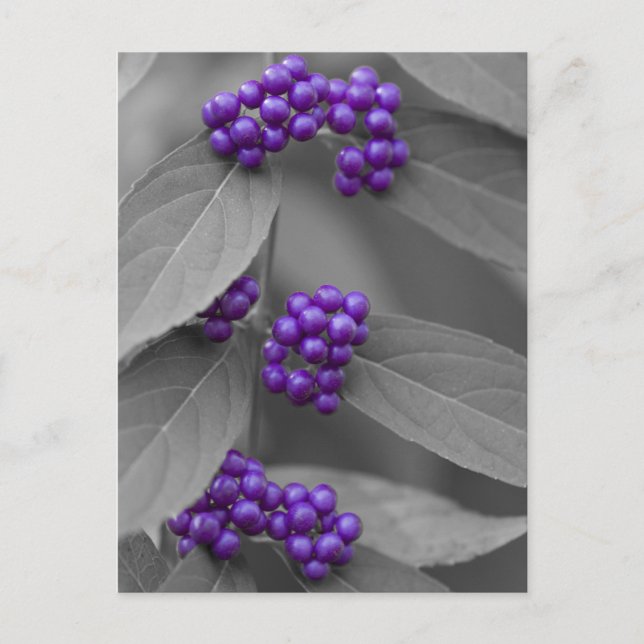 Lila Berries auf Schwarz und Weiß Postkarte (Vorderseite)