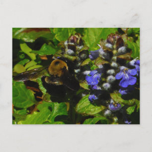 Lila Bienenvölker und Hummel Postkarte