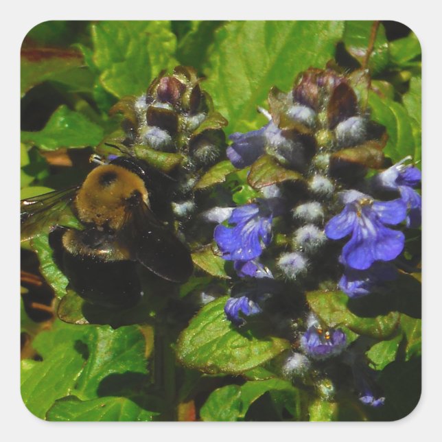 Lila Bienenvölker und Hummel Quadratischer Aufkleber (Vorderseite)