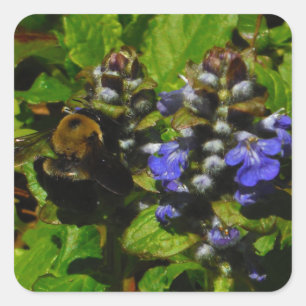 Lila Bienenvölker und Hummel Quadratischer Aufkleber
