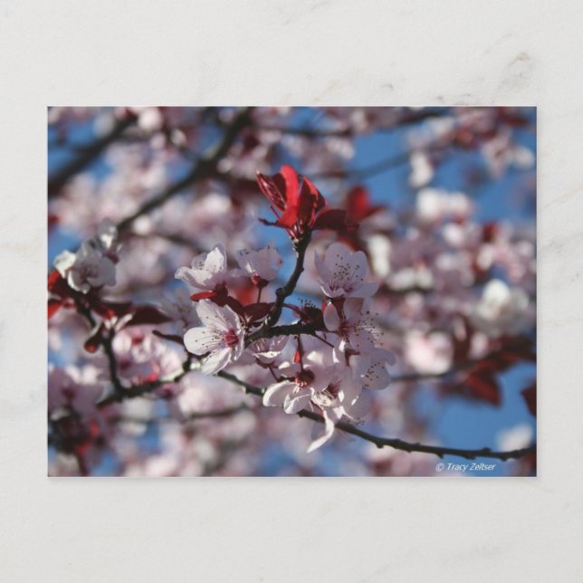 Lila-blättriger Pflaum Postkarte (Vorderseite)