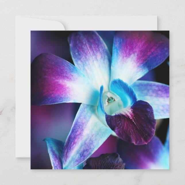 Lila & blau Dendrobium Orchideen (Vorderseite)