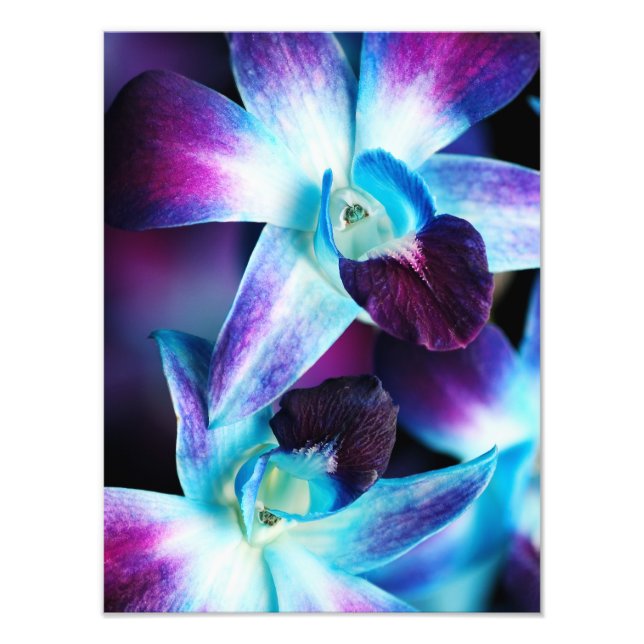Lila & blau Dendrobium Orchideen Fotodruck (Vorne)