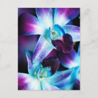 Lila & blau Dendrobium Orchideen