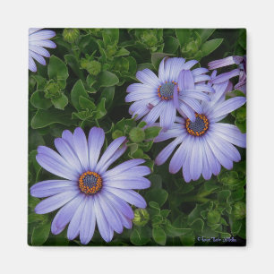 Lila/Blau-Gänseblümchen-Magnet Magnet