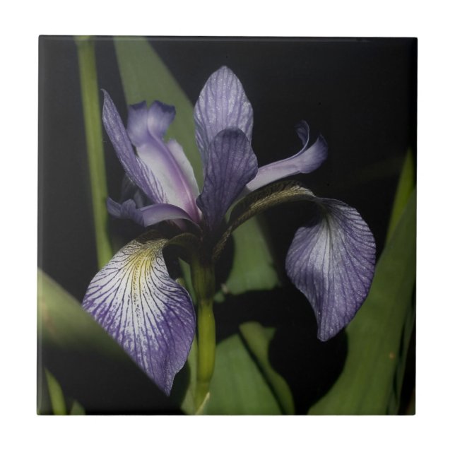 Lila Blaue Flagge Iris Blume Natur Fliese (Vorderseite)