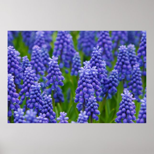LILA BLAUE GRAPE BLUME NATURGRASS SCHÖNHEIT SCENTE POSTER (Vorne)