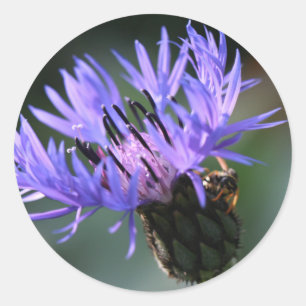 Lila Blaue Kornblumen-Hochzeitsgeschenk-Aufkleber Runder Aufkleber