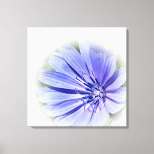 lila-blaue Zichorie Leinwanddruck