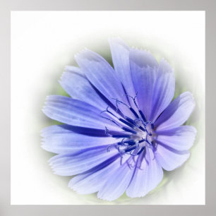 lila-blaue Zichorie Poster