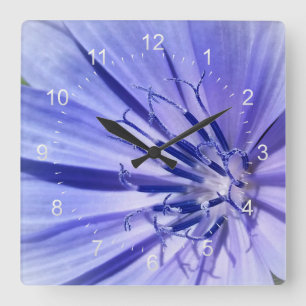 lila-blaue Zichorie Quadratische Wanduhr