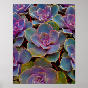 Lila blaues Grün-saftige Kaktus-Pflanze Poster