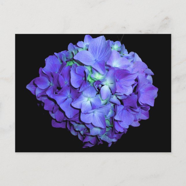 Lila blorales aquamarines Blumenhydrangea Postkarte (Vorderseite)