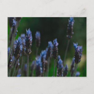 Lila Blue Lavendel Blume Postkarte