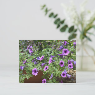 Lila blühende Blume Postkarte