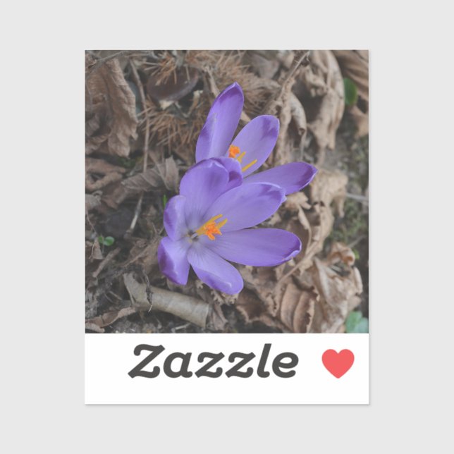Lila blühendes Woodland Crocus Aufkleber (Blatt)