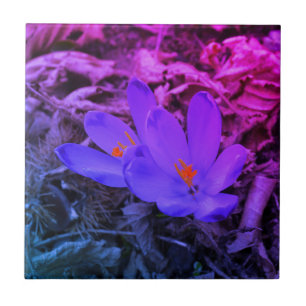 Lila blühendes Woodland Crocus Fliese