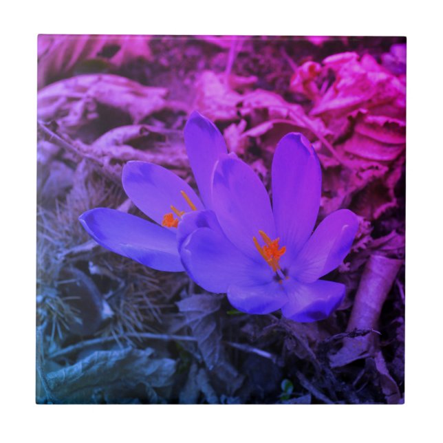 Lila blühendes Woodland Crocus Fliese (Vorderseite)
