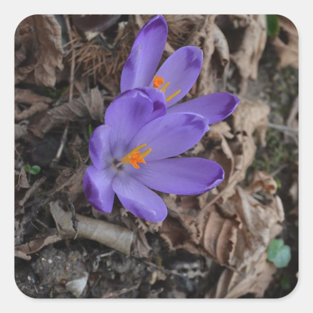 Lila blühendes Woodland Crocus Quadratischer Aufkleber (Vorderseite)