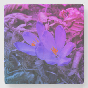 Lila blühendes Woodland Crocus Steinuntersetzer