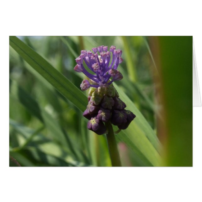 Lila Blume (Vorderseite (Horizontal))