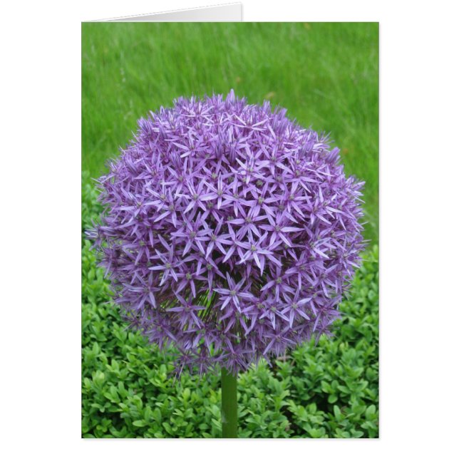 Lila Blume (Vorne)