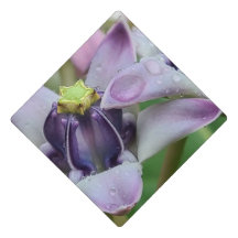 Lila Blume