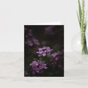 Lila Blume, Beileid Karte