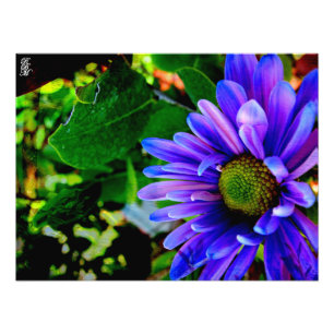 Lila Blume Fotodruck