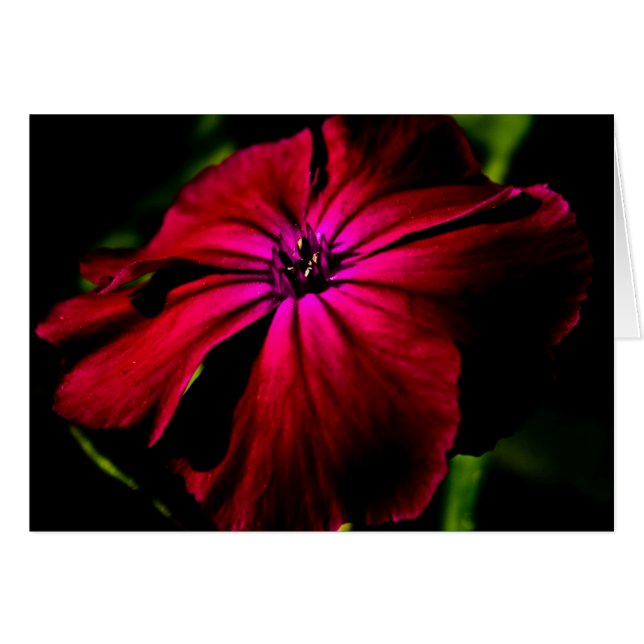 Lila Blume Gccna (Vorderseite (Horizontal))