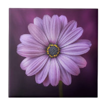 Lila Blume im Blut