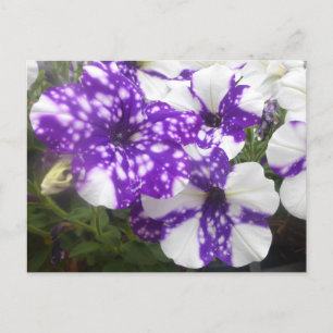Lila Blume im Weißen Garten Postkarte