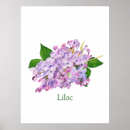 lila Blume lila Aquarellfarbe botanisch Poster
