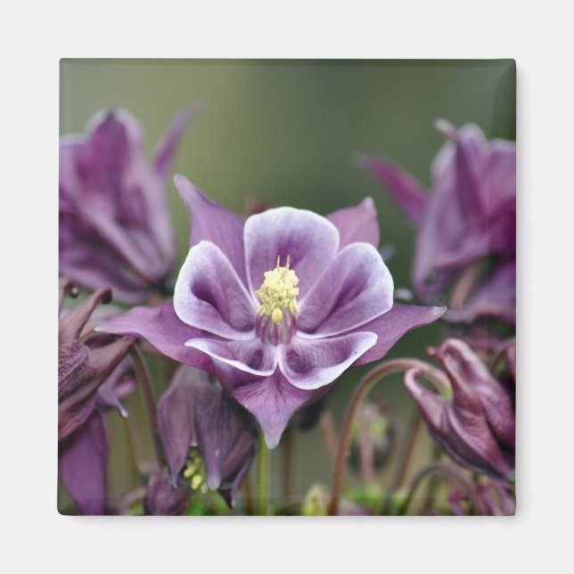 Lila Blume Magnet (Vorne)