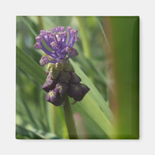 Lila Blume Magnet