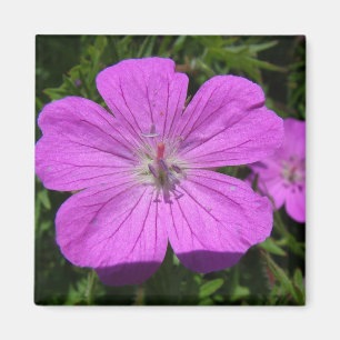 lila Blume Magnet