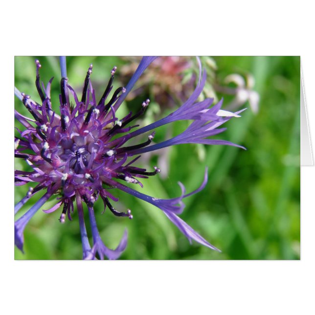 Lila Blume Makro-Foto (Vorderseite (Horizontal))