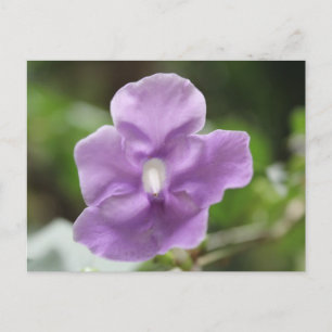 Lila Blume Nr. 3 Postkarte