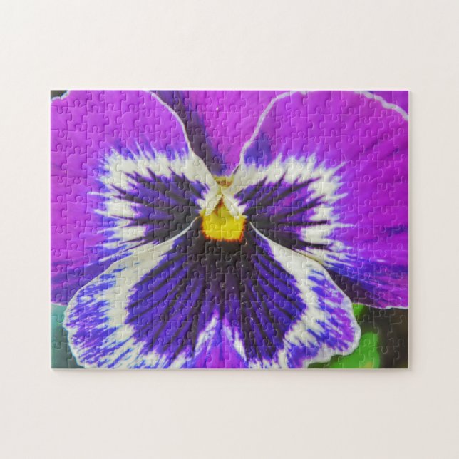 Lila Blume Pansy Garden (Horizontal)