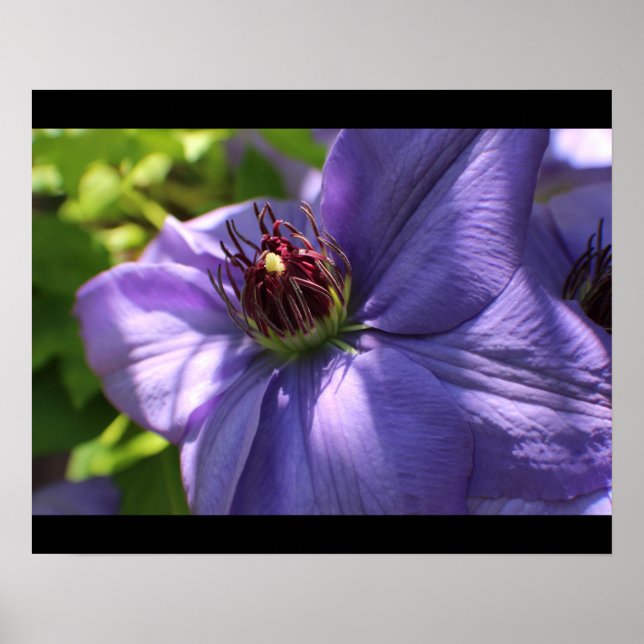Lila Blume Poster (Vorne)