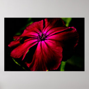 Lila Blume Poster