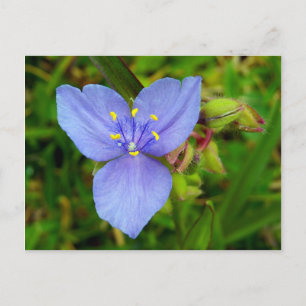 Lila Blume Postkarte